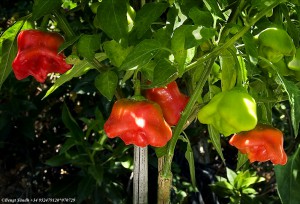 ChristmasBell Chili 