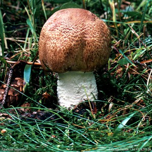 Agaricus augustus 