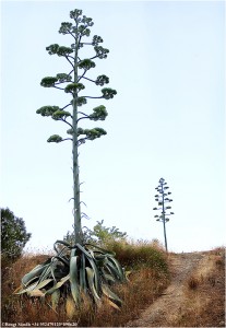 Agave 090620