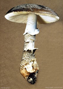 Amanita spissa 