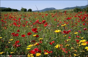 Blomsteräng 070509 