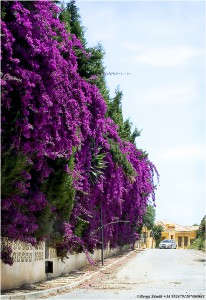 Bougainvillea 060611