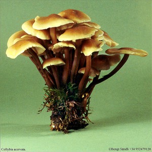 Collybia acervata 