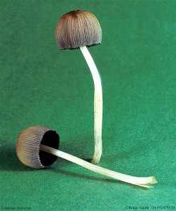 Coprinus micaceus 