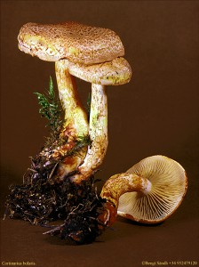 Cortinarius bolaris 