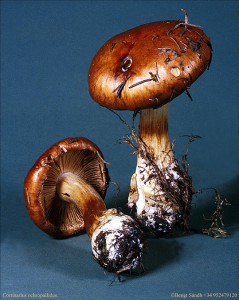 Cortinarius ochropallidus (1) 