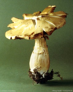 Cortinarius triumphans 