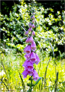 Digitalis 150714