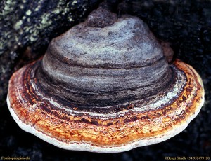 Fomitopsis pinicola 