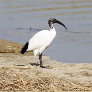 Helig ibis 040202-2