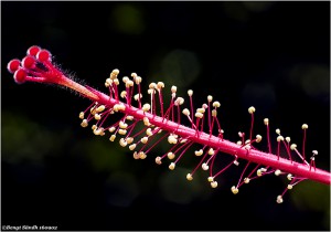 Hibiskusståndare 160902