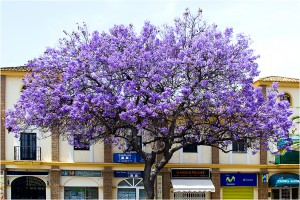 Jacaranda 110515