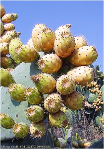 Kaktusfikon
