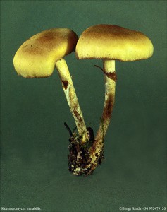 Kuehneromyces mutabilis 