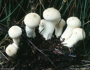 Lycoperdon perlatum 