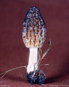 Morchella elata 