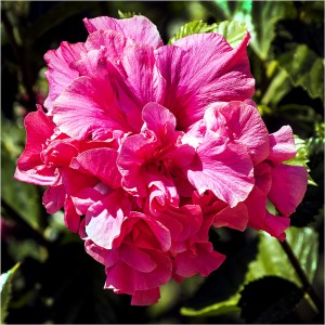 Mångbladig hibiskus 160904