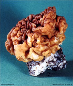 Neogyromitra gigas 