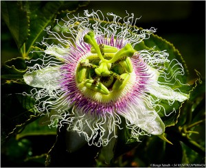 Passiflora