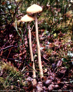 Stropharia semiglobata 