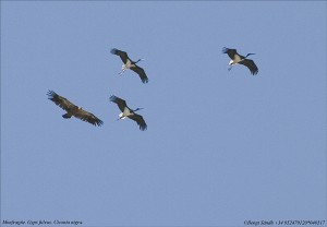 Svart stork-Gåsgam 040517