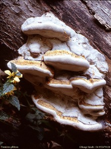 Trametes gibbosa 