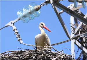 Vit stork 2