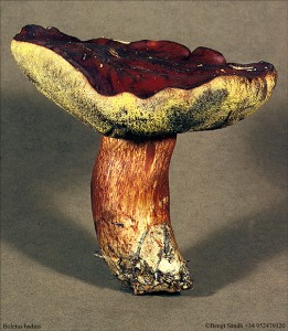 Xerocomus badius 