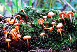 Xeromphalina campanella 